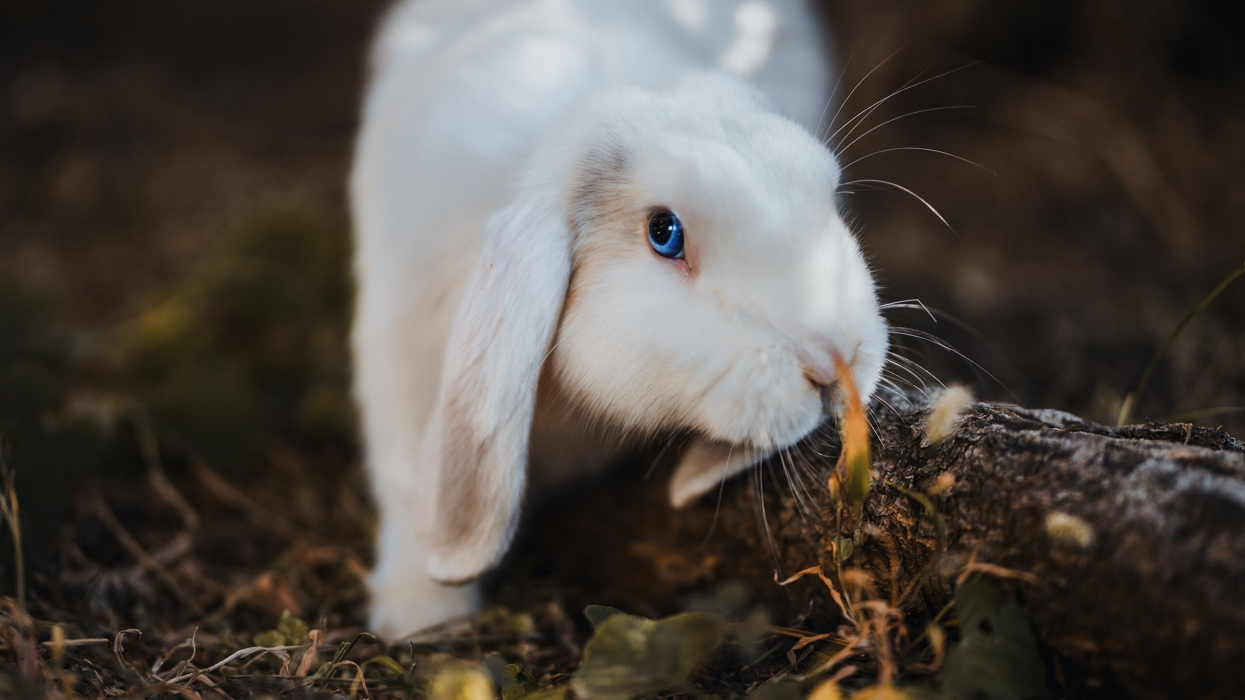 《《英雄联盟》新版本开放,新增“龙魂”系统引热议》,英雄联盟的龙魂