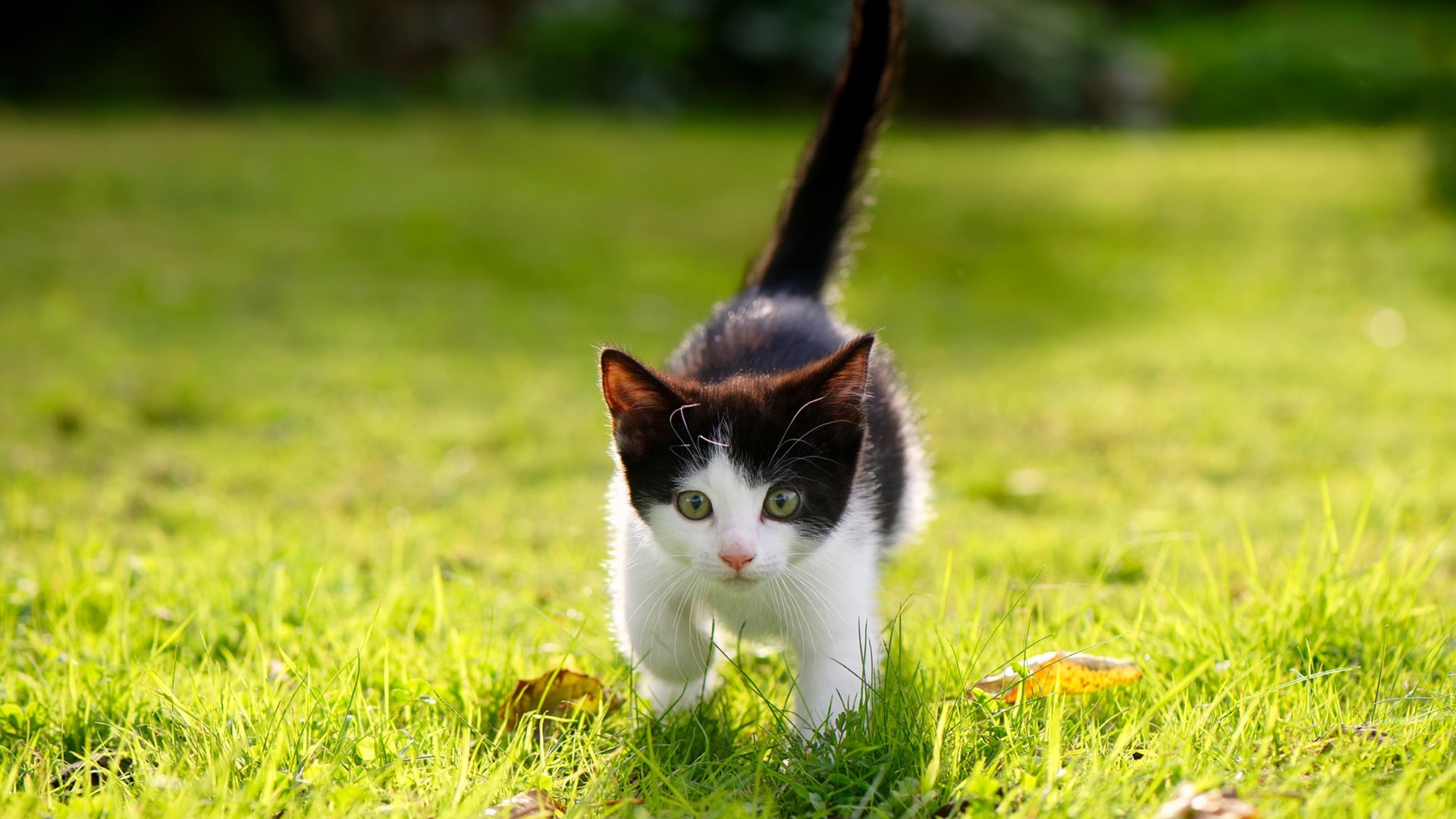 细数欧冠中的“偶像”时刻,球迷的终身回忆,欧冠顶级球员