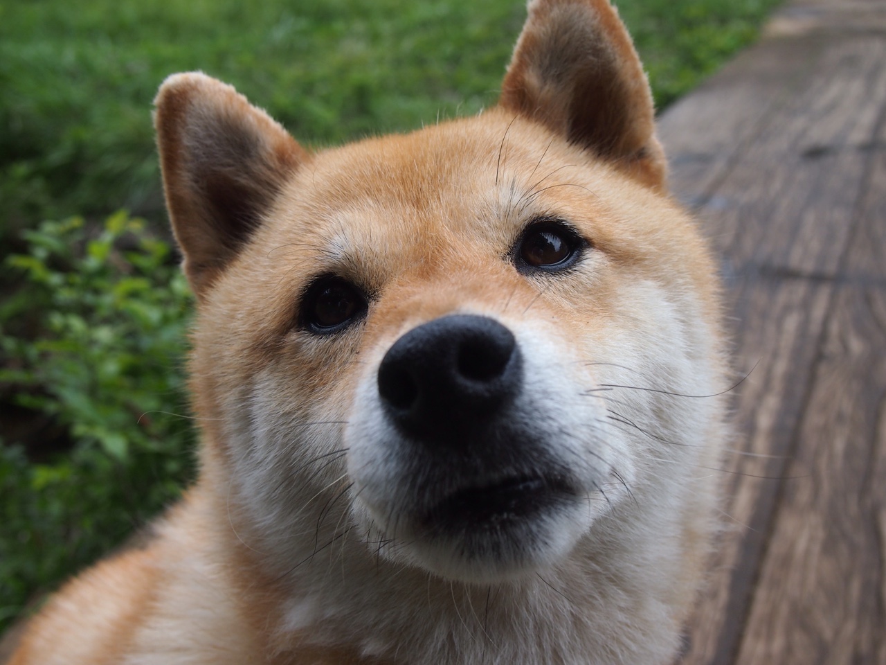 leyu乐鱼在线登录入口-足球直播间加入球迷弹幕互动新功能，足球直播间加入球迷弹幕互动新功能是什么