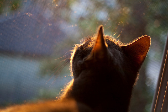 LEYU乐鱼体育官方网站-上海申鑫客场告负，陷入保级泥潭，上海申鑫官网