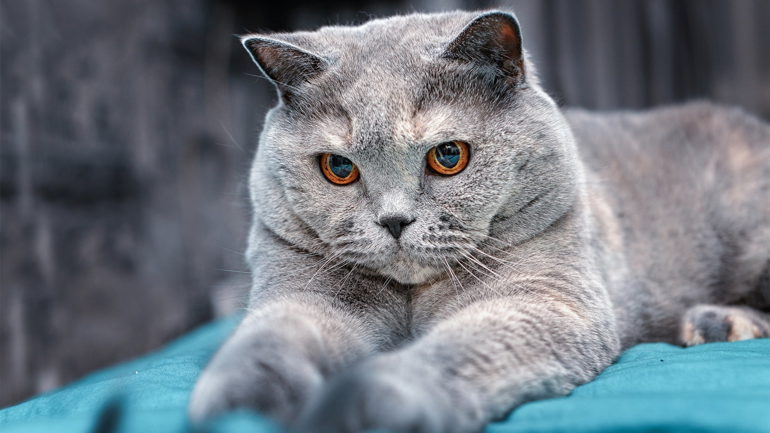 乌迪内斯客场不败,力保不败战绩继续前行,乌迪内斯足球