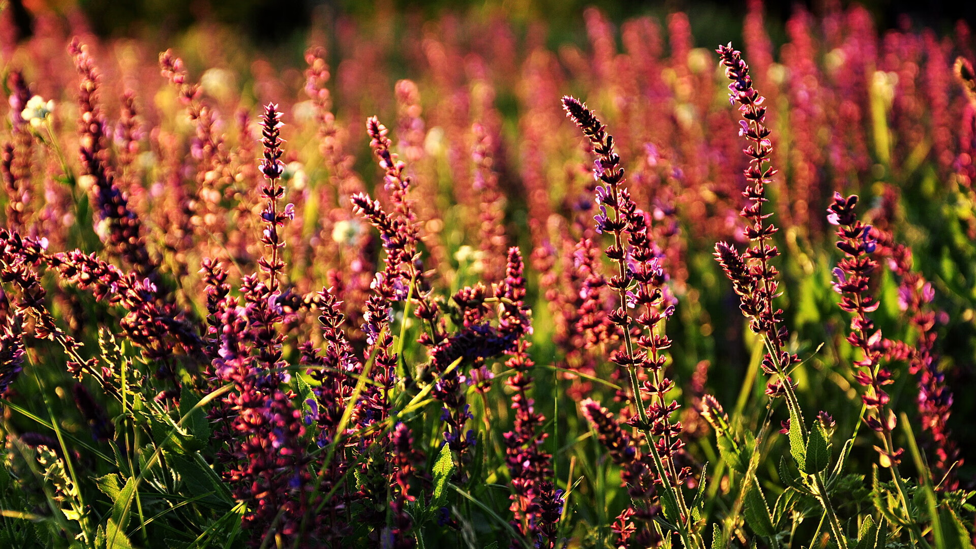 LEYU SPORTS中国官方网站-公牛队员拉文取得全明星赛资格，球迷纷纷点赞，拉文31分率公牛取季前赛四连胜