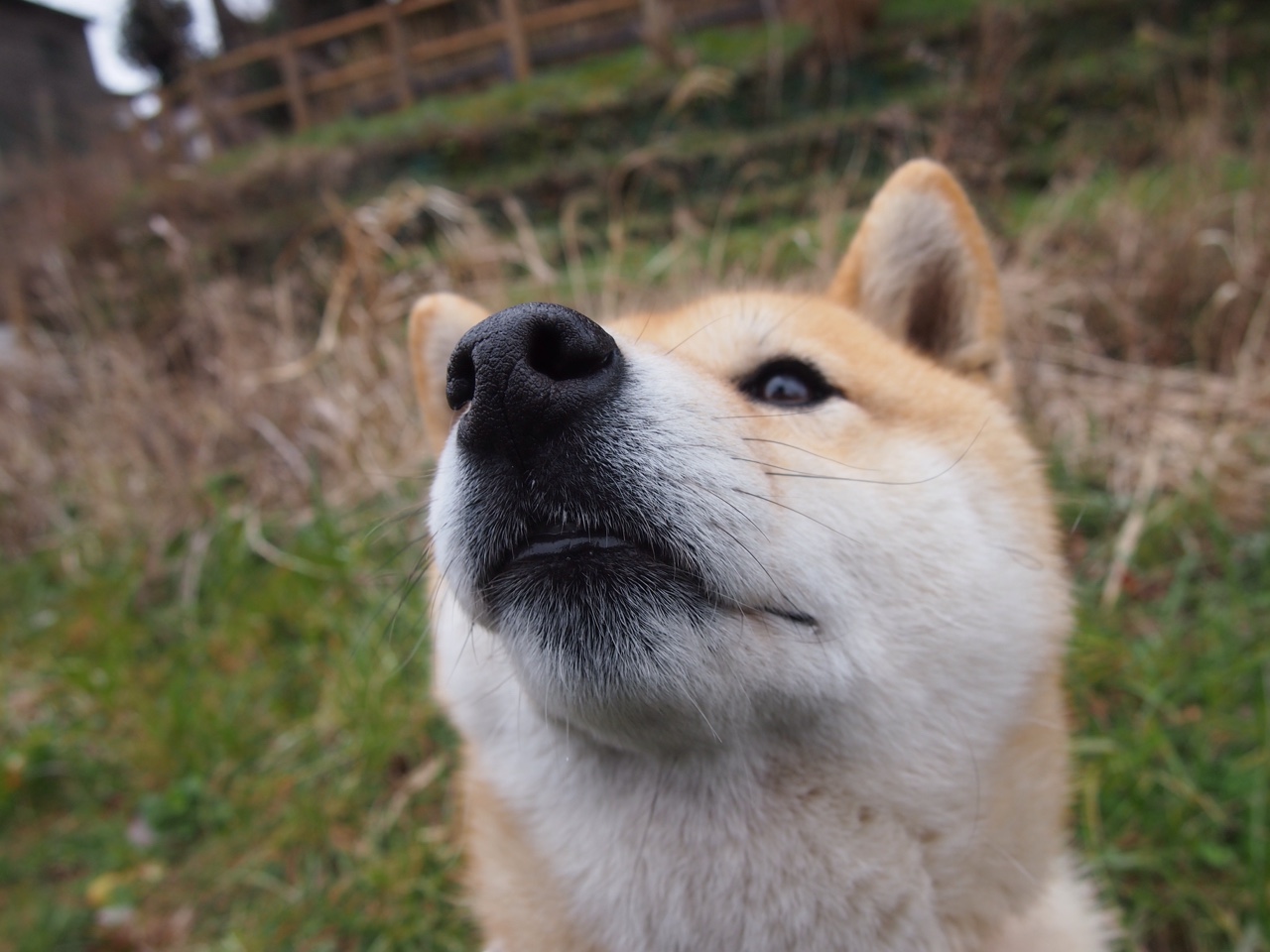 Leyu Sport登录入口-公牛队场均得分领跑联盟，打出强势开局，公牛队有多强