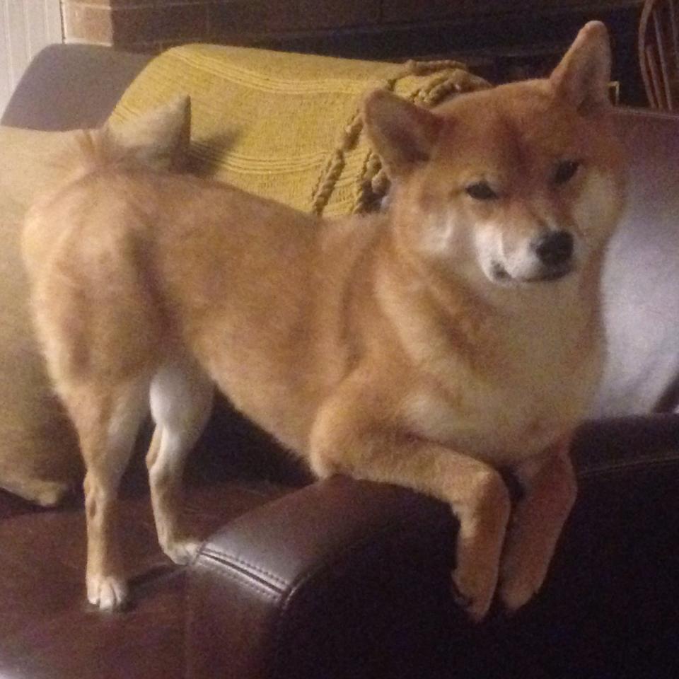 乐鱼体育APP官方下载-天津泰达在近期比赛中遭遇严重伤病困扰，天津泰达新消息