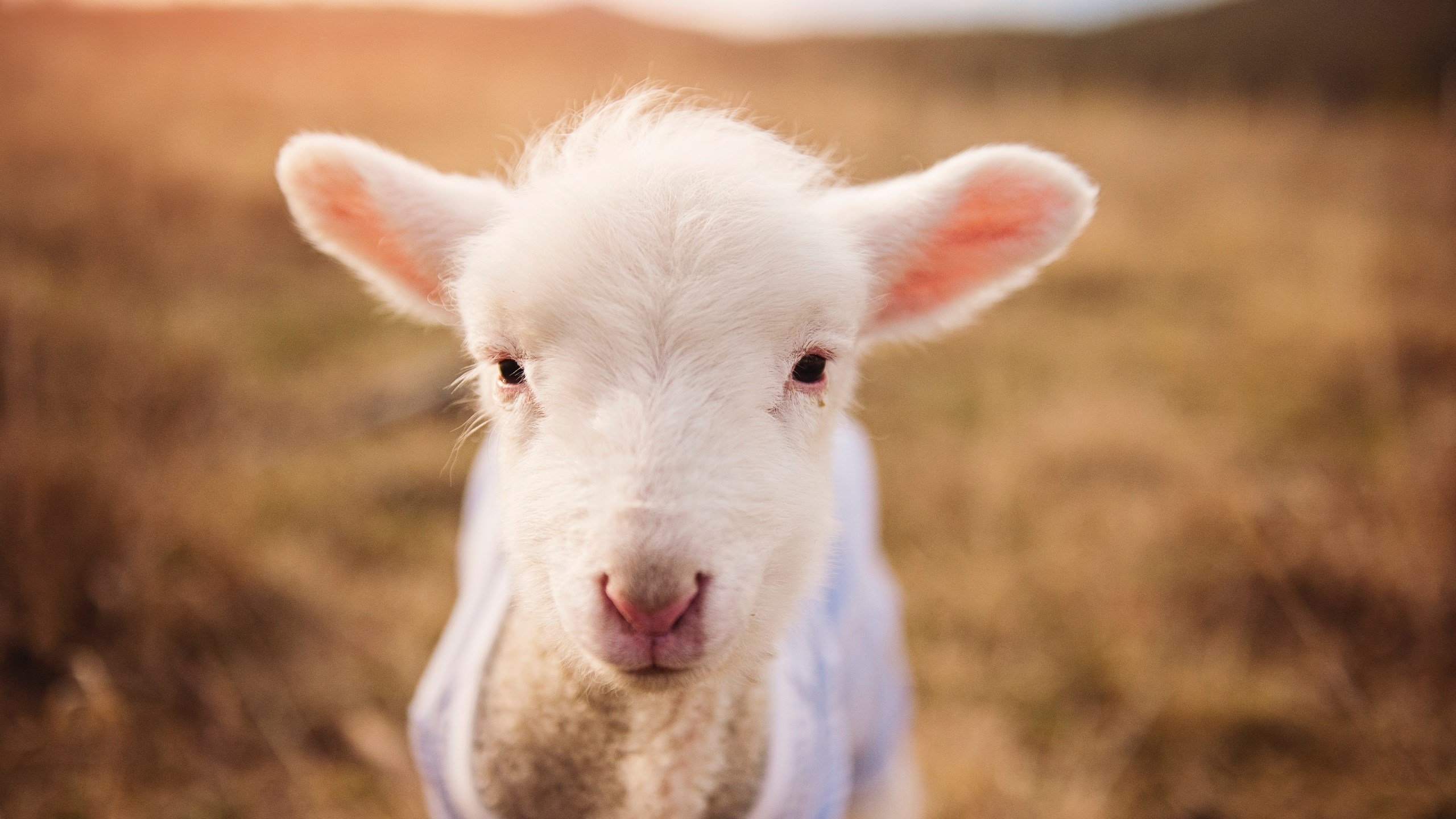 乐鱼体育登录-曼城头号射手阿圭罗蝉联英超金靴，赛季表现抢眼，阿圭罗在曼城球衣号码
