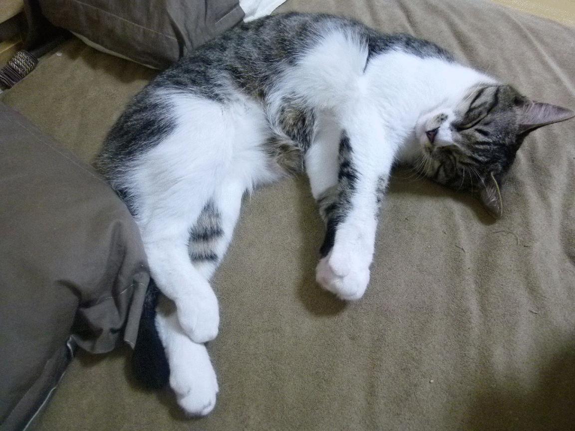 湖人后卫因伤缺阵,球队战力下降,湖人队得分后卫