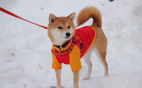 雄鹿队连胜在望，冲击东部第一目标，雄鹿获队史抢七大战客场首胜