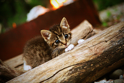 下载乐鱼体育APP-雅各布·因格雷布夺得男子100米金牌，雅各布·因格布里格特森