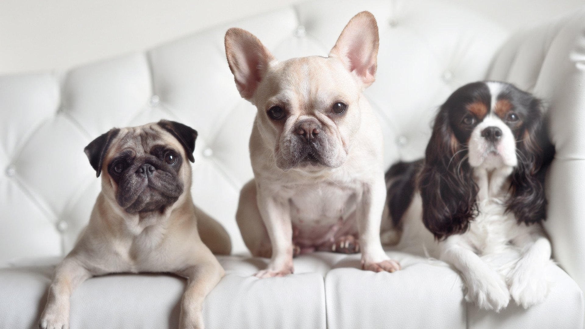 中超球员单场突破成功率排行，中超单场个人进球