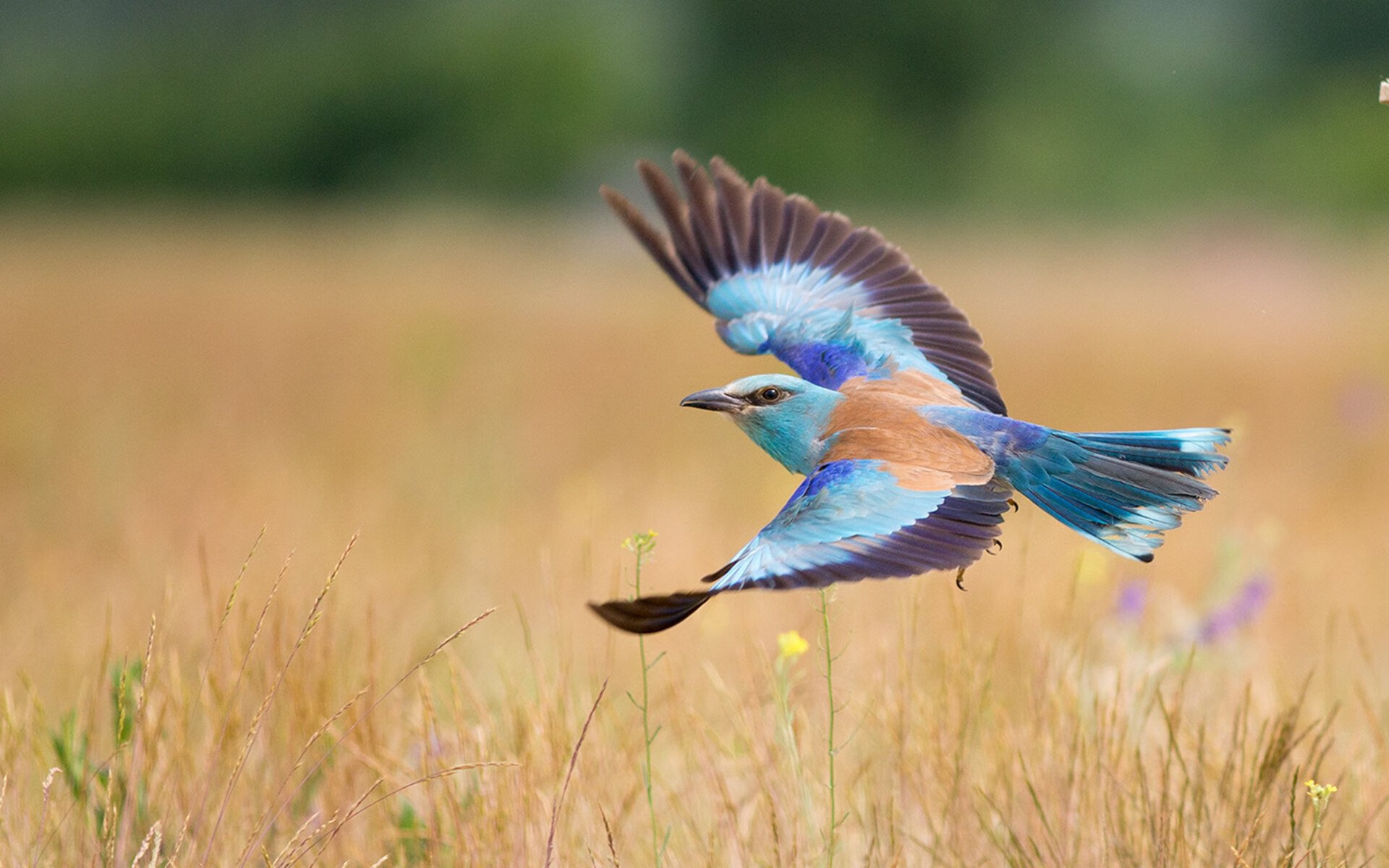 意甲VAR语义分析模型对语境冲突的自动识别率分析