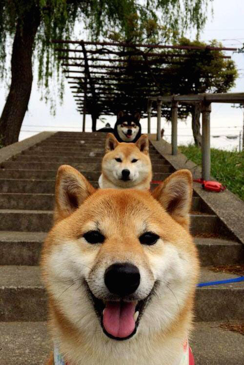 女子仰泳前三被美澳瓜分 中国第四,中国女子仰泳冠军