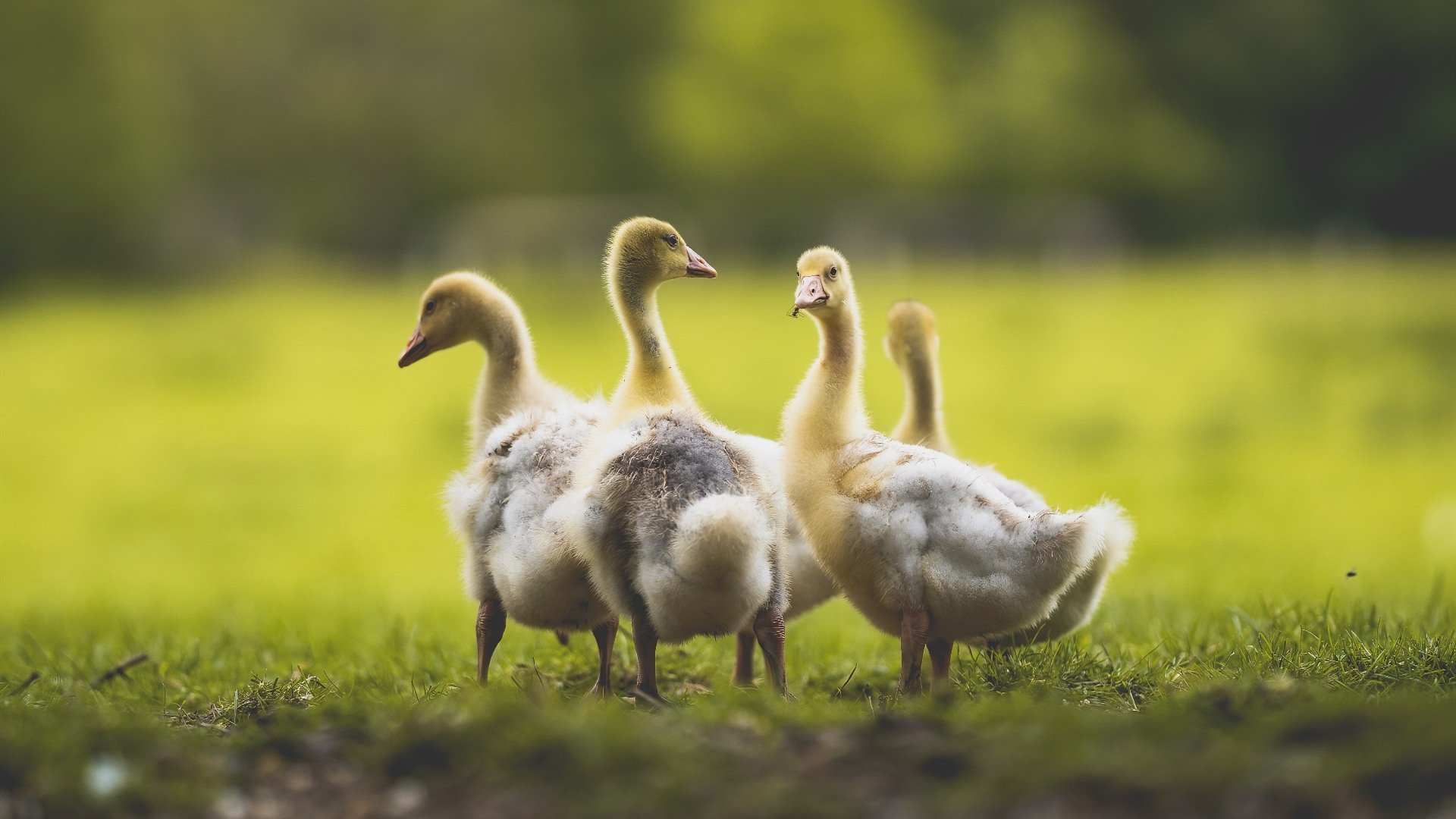 德国队在2024年世界杯赛场上的突破与挑战，德国队连续四届世界杯打进四强