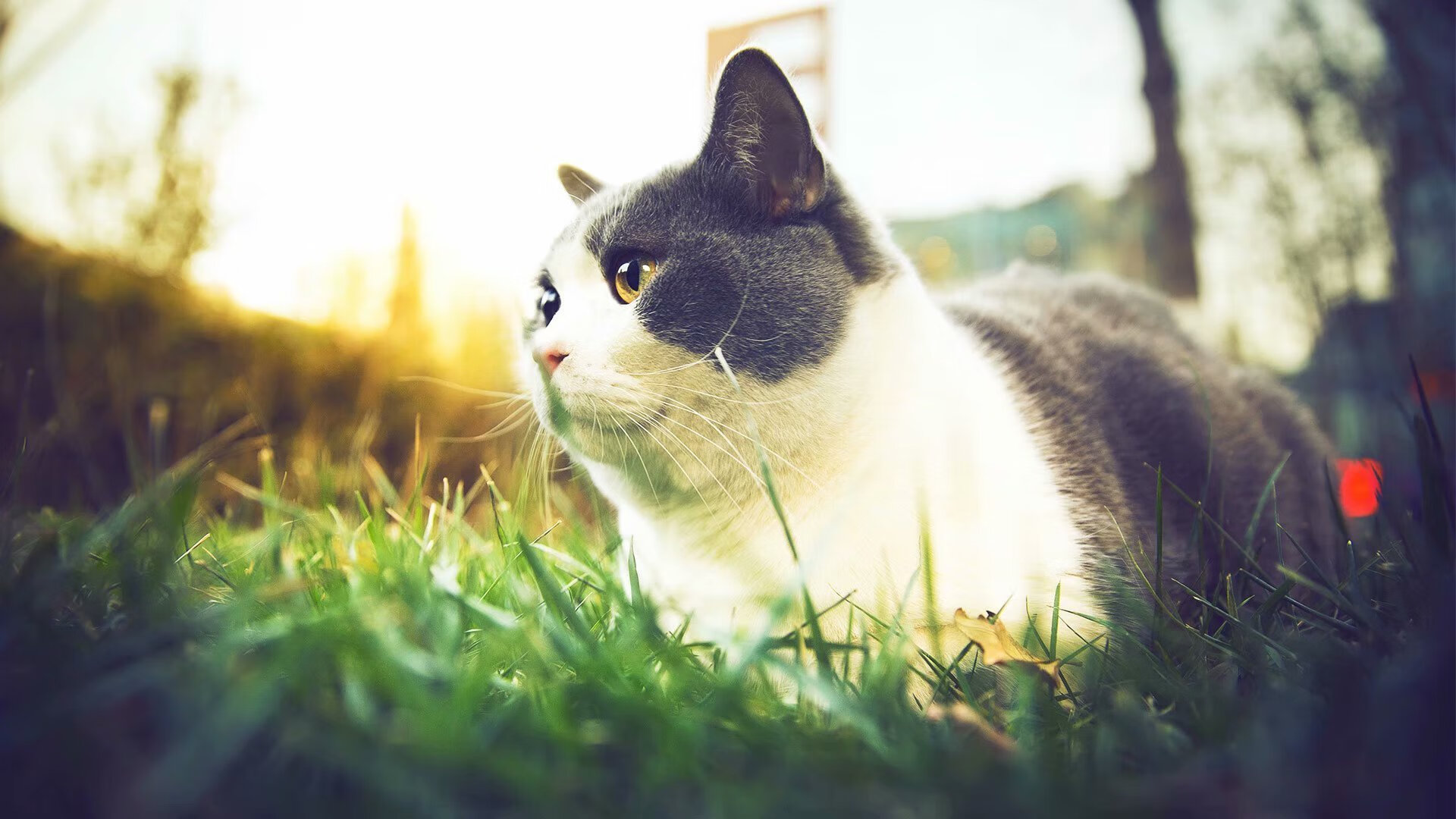 LeyuSports-李恩：全黑队中场的主心骨，组织进攻如行云流水，李恩百科