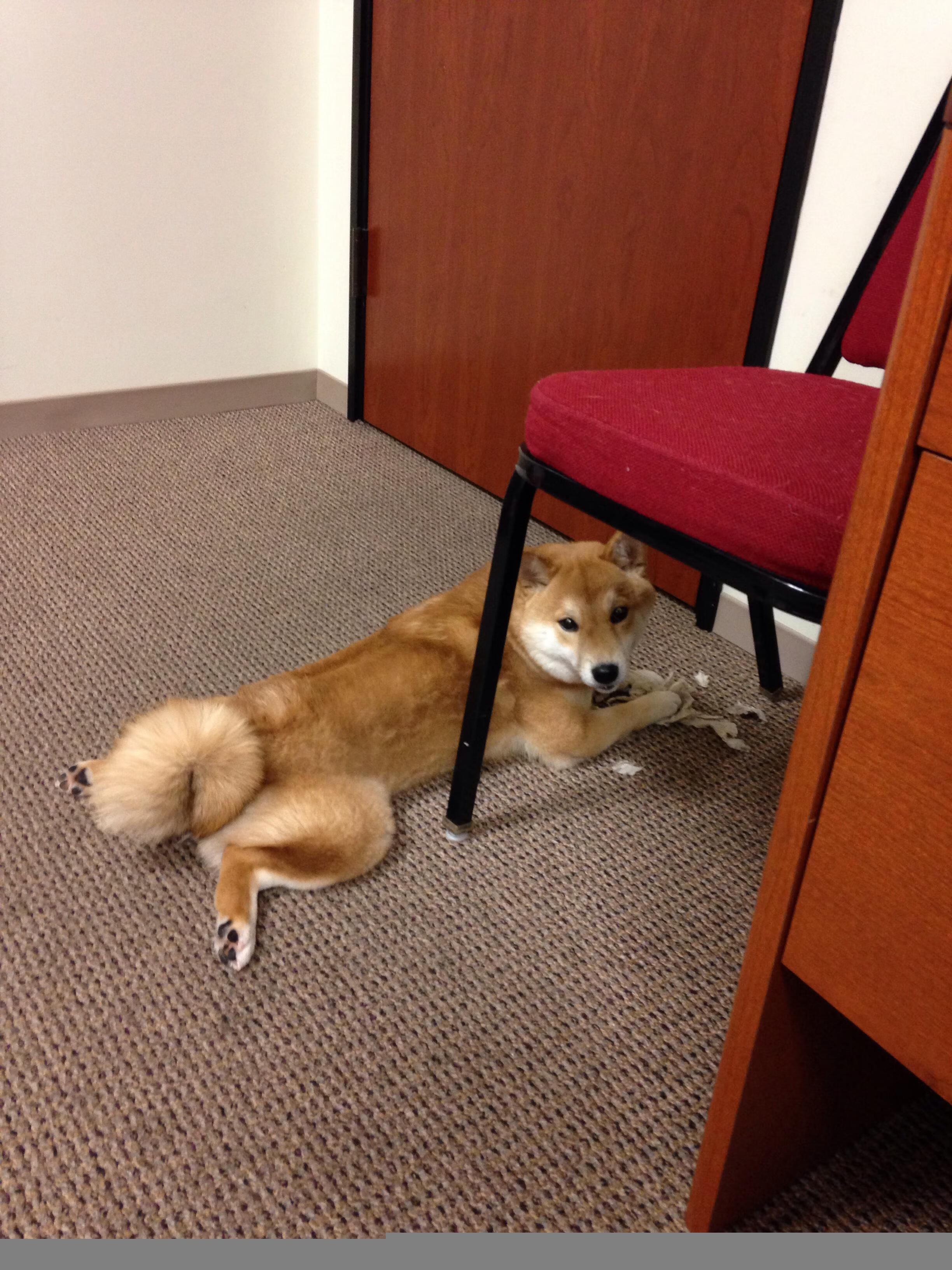 Leyu Sport登录入口-退役国手举办线上篮球训练营吸引数千学员积极参与，退役军人篮球联赛